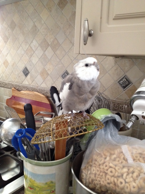 A "kitchen spider?" Sure, Grandma, I'd be happy to test it out for you!