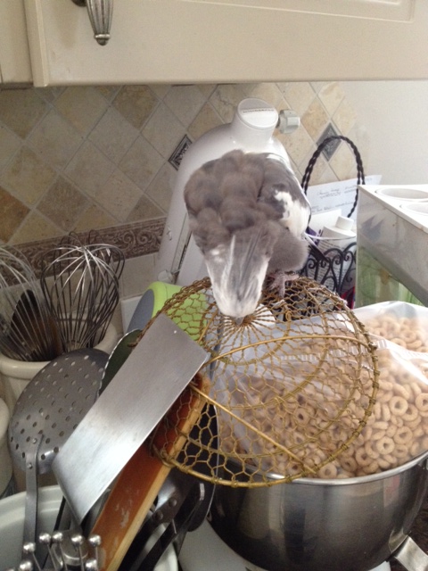 I'll just start out by administering the "Beak Test for Strength." 