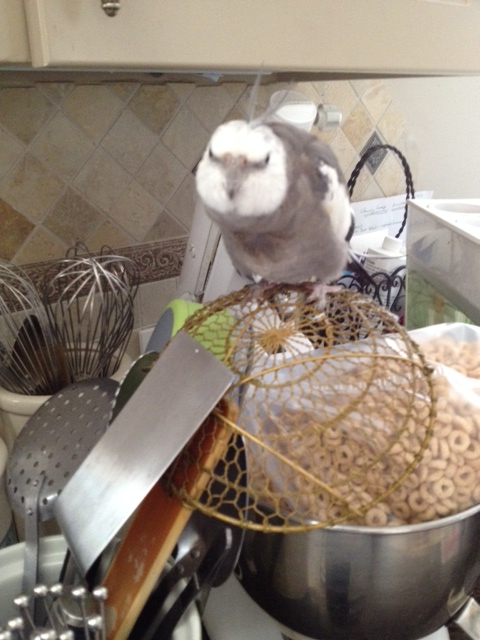 Test results just in - I hereby requisition this "Kitchen Spider" as the official kitchen supervising perch. 