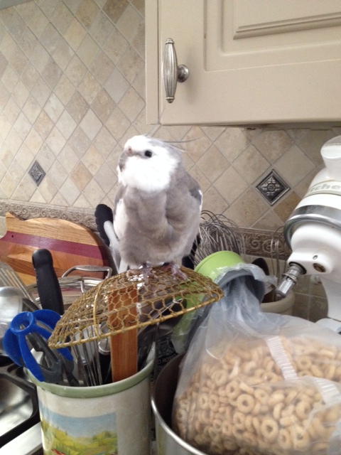 What did you say this thing was called again - a "kitchen spider?"