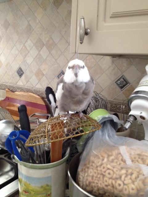 It sure does make for a comfy perch.