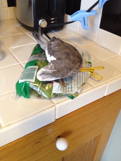 Just surrender nice and and easy and no one gets hurt.