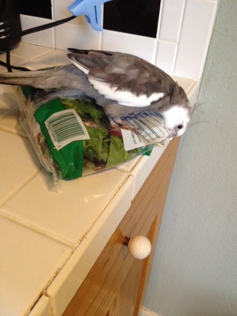 I'll start by explaining how this will go. 