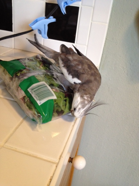 Do you understand your role as I have explained it to you?