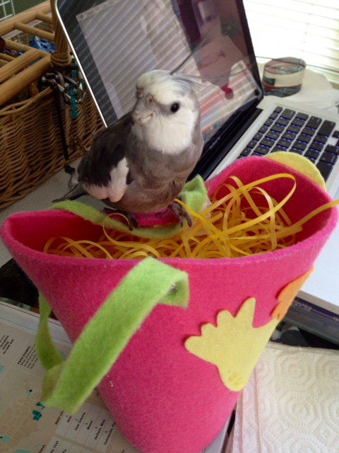 Chop chop, Mom. Get the flashing thing - the ladybirds are waiting!