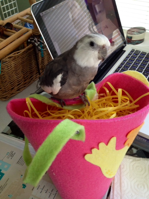 Another classic pose - the "Manbird of the Nest."