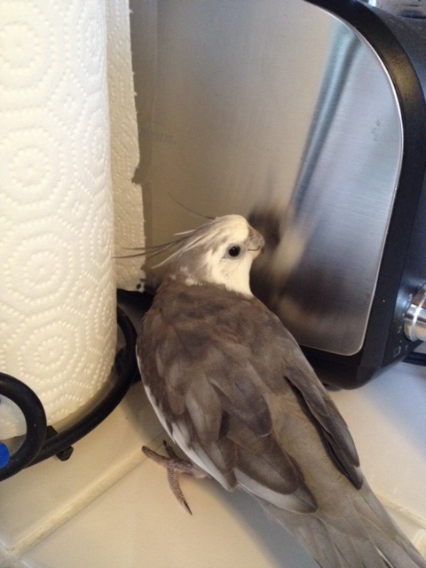 Let's just try to ignore him.