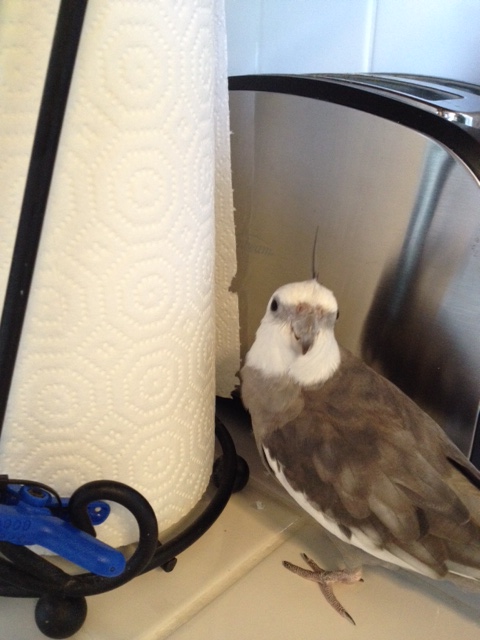 Mom - you'll never guess who I just ran into!