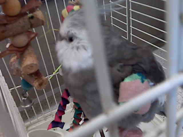 As protector, you will ensure your small feathery client receives the best medical care.