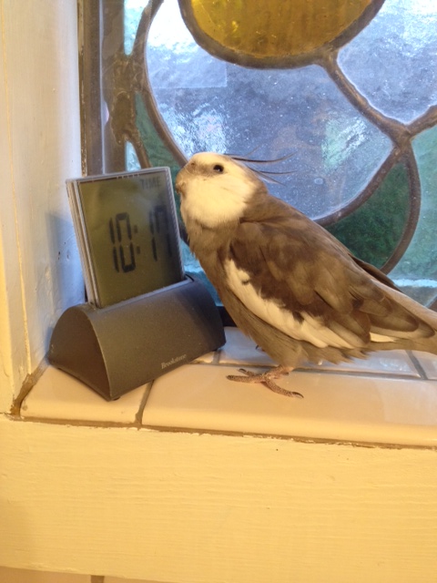 And continue striking cute poses for as long as you want (or until the thunderstorm ends or your assistant's iPhone storage runs out, whichever comes first).