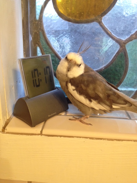 Next, glare with "fierceness" at your large featherless assistant so she knows to start the shooting part.