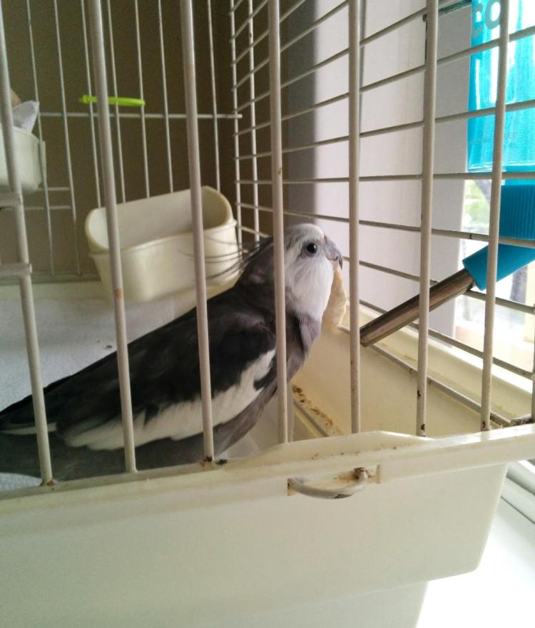 Spring water, served at room temperature - just the way I like it. So far, this "backup" assistant is quite satisfactory.