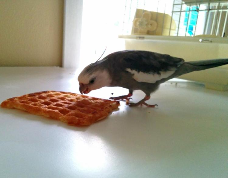 Waffle, fresh and lightly toasted - just the way I like it. 