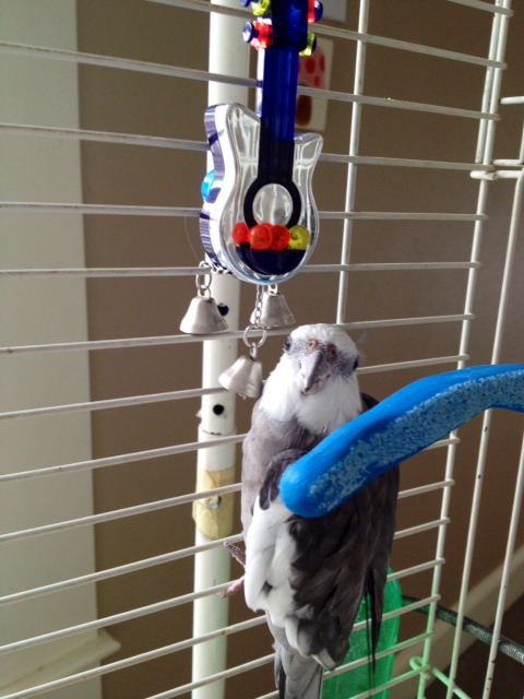 As manager, you will ensure your charge's rare talent is recognized and rewarded.