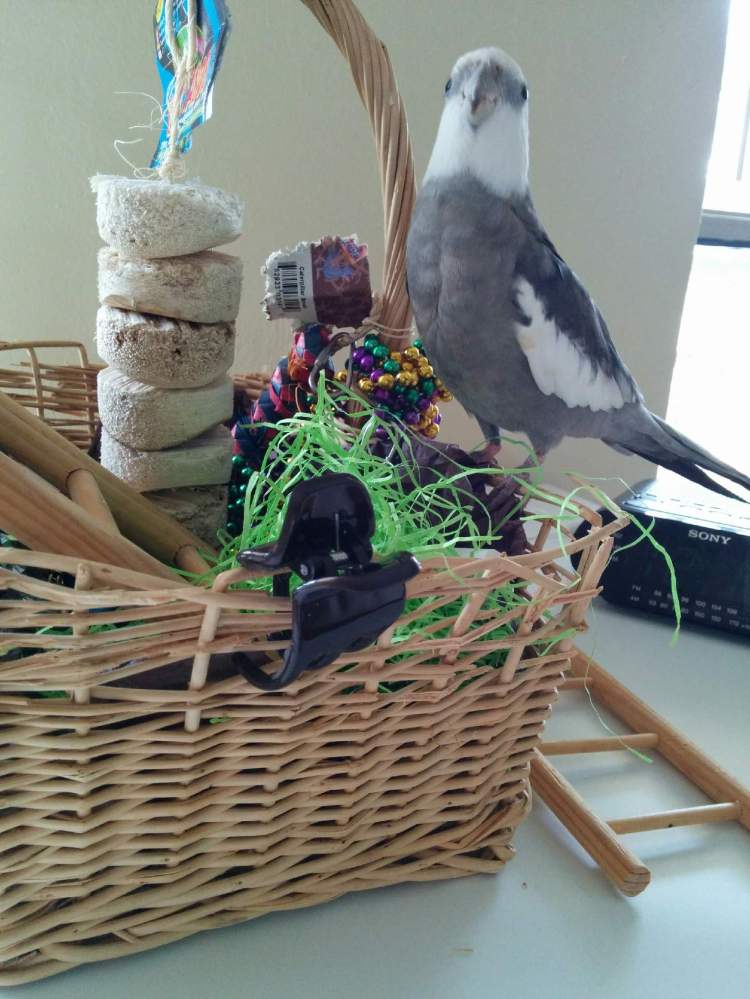 And finishing off my meal with some delicious crunchy wicker - just the way I like it. I rate the service at 5-stars!