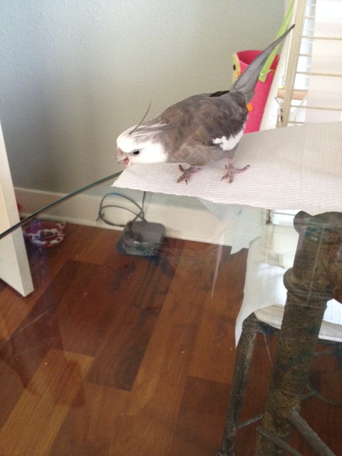 I add the hiss and open beak for emphasis.