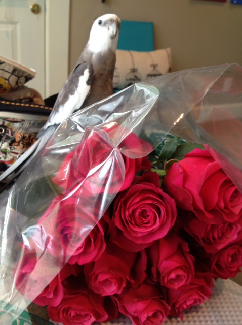 When it is time for ladybirds, you will make sure your manly manbird has everything he needs for effective "wooing."