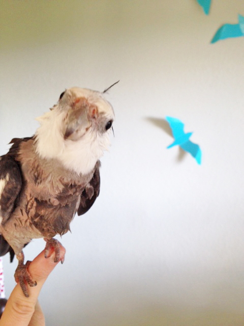 One glance from these soulful black eyes can move mountainous obstacles with a single blink!