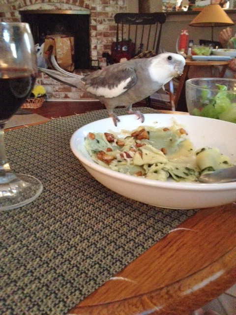 Best of all, I get to enjoy my meal to the soothing, esteem-lifting sounds of praise for my sleek feathers, my healthy appetite, my cute pink feet, my round black eyes, my sweet curved beak.....