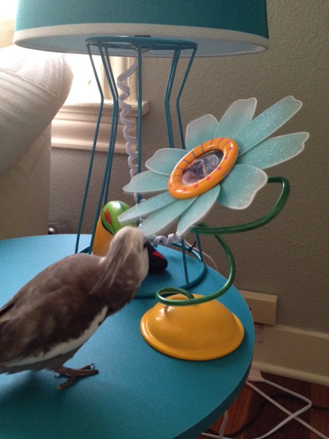 Wow - this is new! What a pretty frame - teal perfectly complements my grey and white feathers.