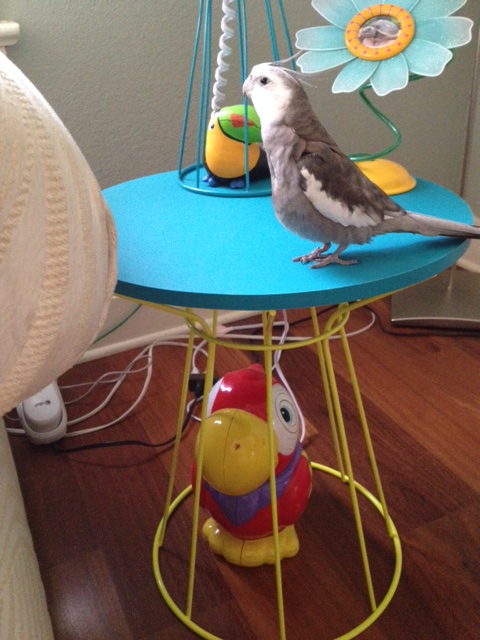 Oh heck - where is my large featherless assistant when I need her? 