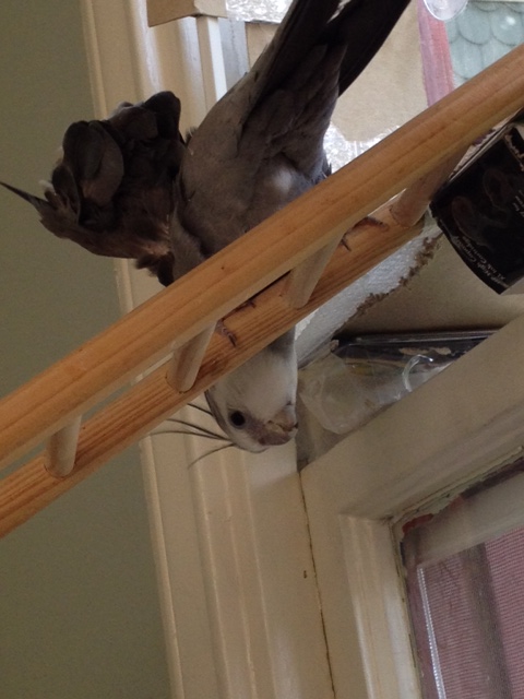 I'll just spread my powerful wings for balance.