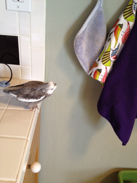 How you ever thought that disguise would work is beyond me. You must be a beginning spy.