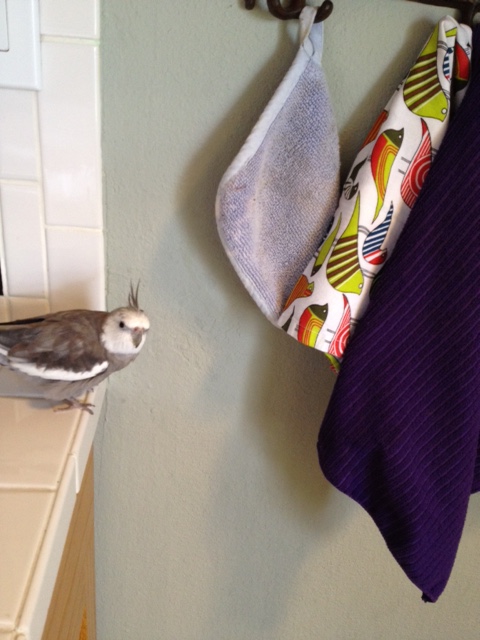 My large featherless bodyguard will make short work of you.