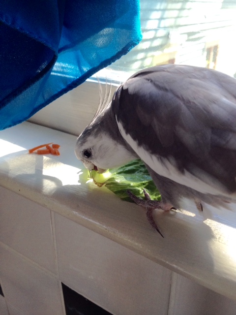 Nom nom nom. This lettuce leaf was easy to bring down - large and slow and tasty.