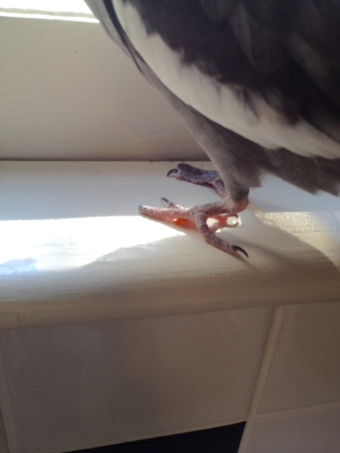 Then I can store the rest for later by trapping it under my deadly claws.