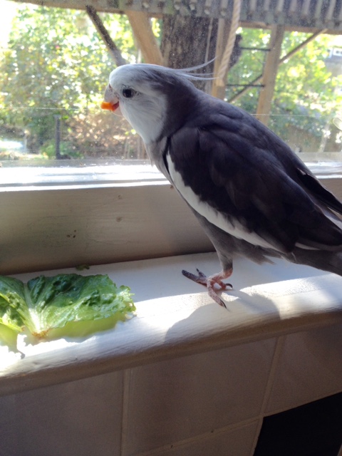 Using my finely-honed eye-hand coordination and muscle tone, I will just capture and crush the carrot sliver in my powerful beak.