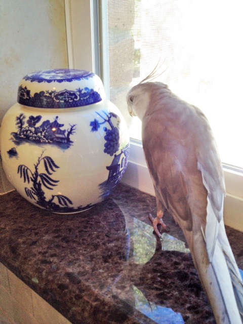 Well hi there! You are round like me - you have two colors like me - you must be a new friend!