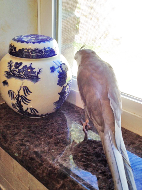 I offer you the official "greetings bow" for our flock.