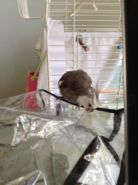 No sign of a toasted waffle anywhere.