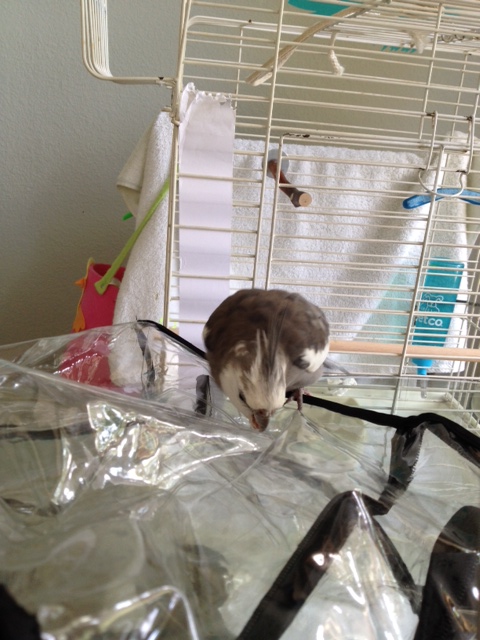 State your name, rank, and purpose.