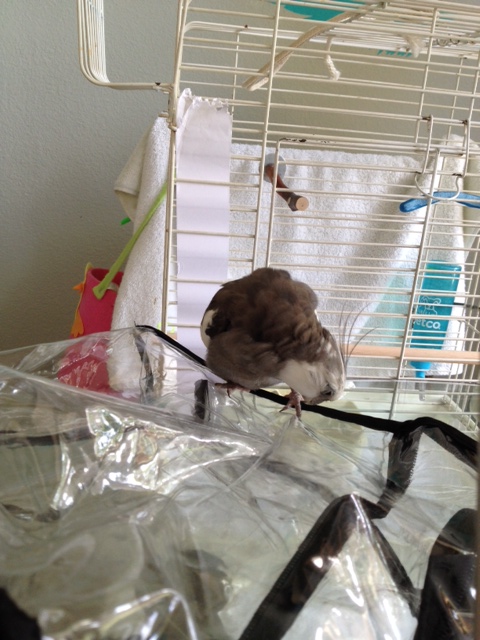 And explain why there is no toasted waffle.