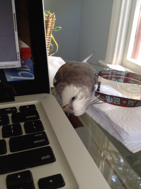 Everything seems to be working fine over here.