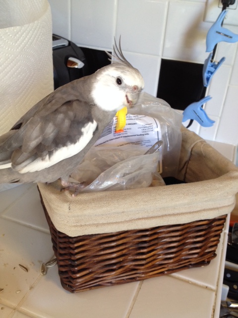 Here comes my large featherless so-called waitress now.....lucky for her, a suave solo manly manbird such as myself is not given to "customer complaints."