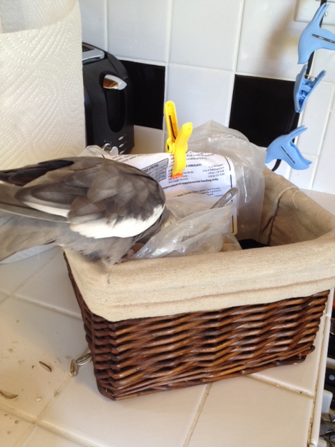 Delicious as always - but yet again, the presentation leaves something to be desired.