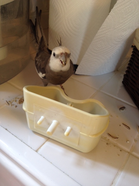 I'll bet even Bond couldn't solve "the case of the mysterious disappearing waitress."