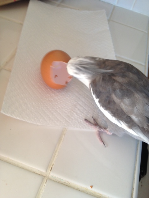 Hmmmm. Well this is a shame. I really enjoy hard-boiled eggs. A hard-working detective needs a good snack to keep his energy up (here, a collective sigh of sympathy wells up from the riveted audience).