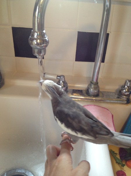 Boy am I thirsty! I'll just have a drink right away, no waiting.