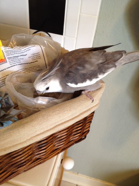 When the star finally emerges, his rabid fans burst into hysterical applause. Some faint. Others cry. Still others do both.