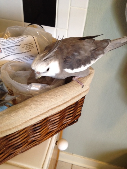 He poses for the press, looking every inch the courageous Waffle Warrior who will do whatever it takes to Bring Waffles to the World.