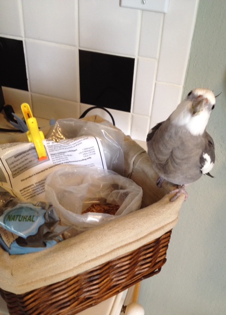 Here, the photogenic and famous celebrity spokes bird introduces his signature charity event, the "Food Bowl Lunge Challenge."