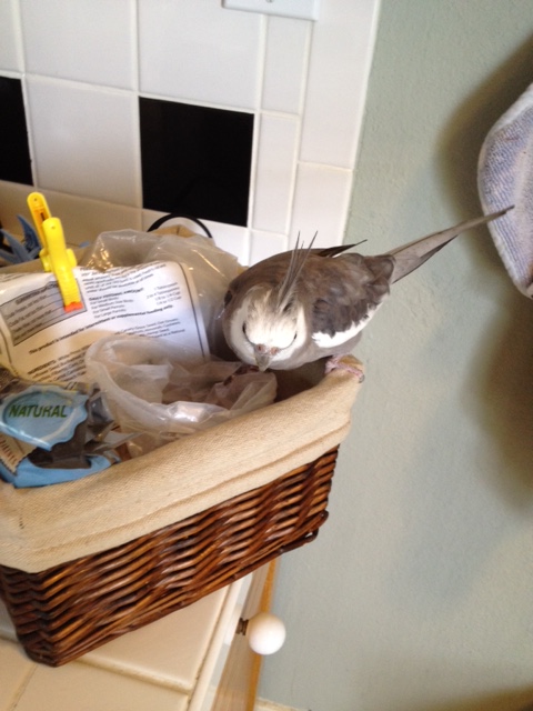 The courageous and compassionate star drops down into a lunge position....