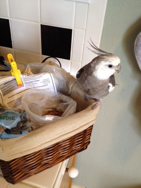 First, he checks to verify that his large featherless photography assistant is in place.