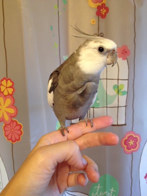 Here is a shot of "round and curvy" full feathered beauty in profile.