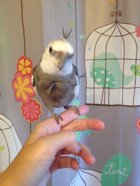 Here, the model sends out his message to pop stars and people - "Round and curvy is the best and prettiest way to be!" (he also wants you all to know he is sorry he hasn't figured out a way to help you grow feathers yet).