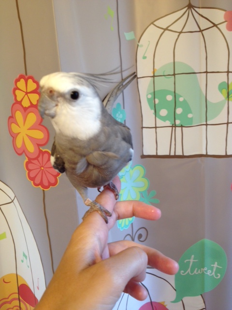 the full feathered, round and curvy model showcases how the curviness accentuates the roundness.